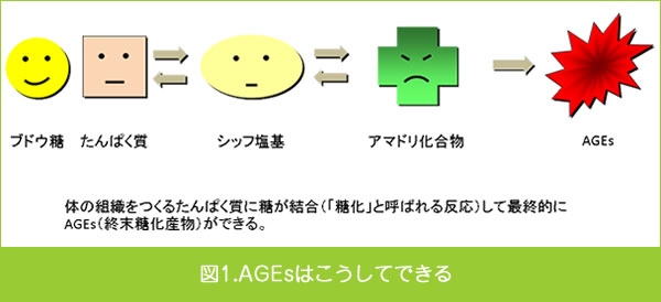 AGEsはこうしてできる